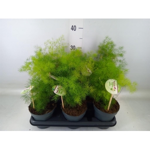 Asparagus umbellatus