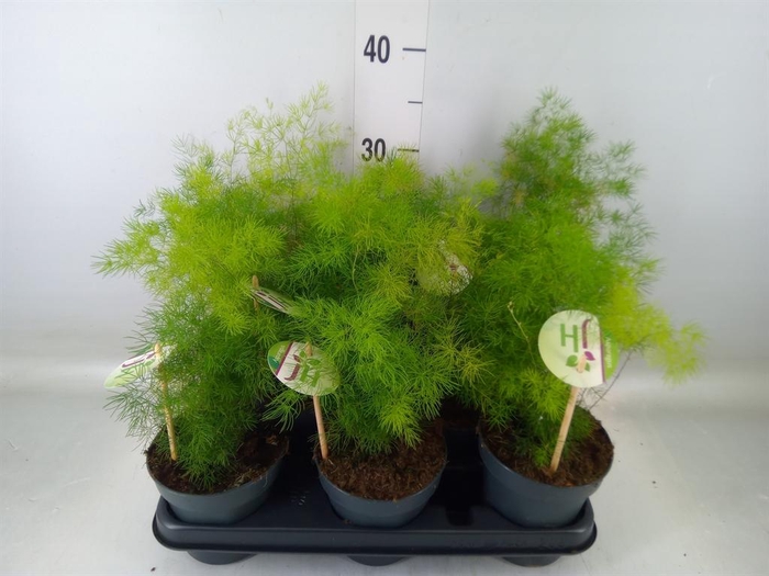 <h4>Asparagus umbellatus</h4>