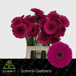 Gerbera Passoa Water x40 Lang