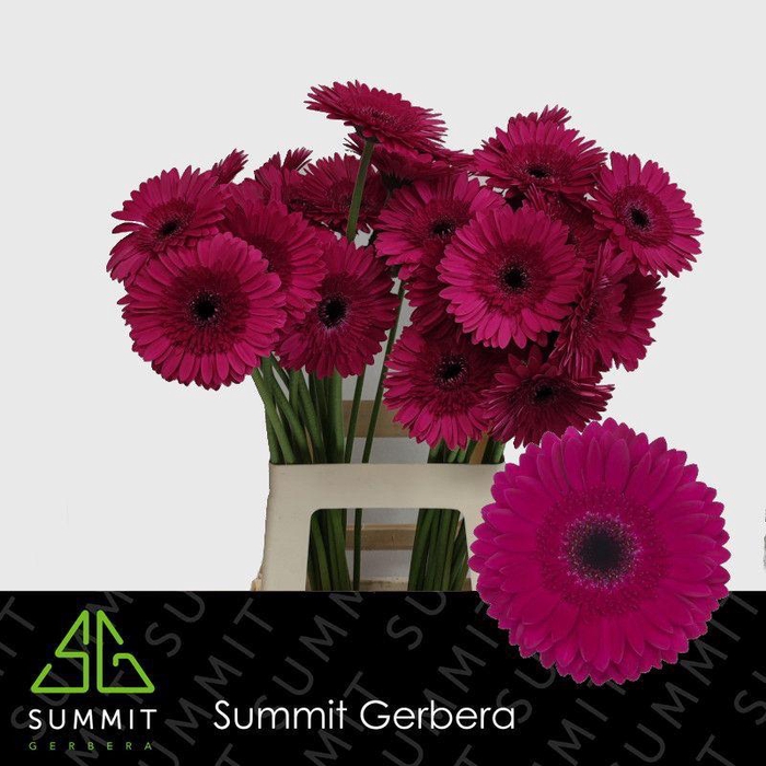 <h4>Gerbera Passoa Water x40 Lang</h4>