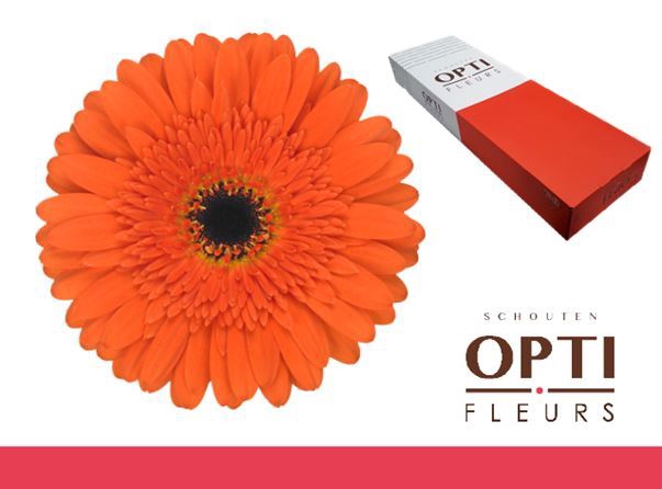 <h4>Gerbera Candela</h4>