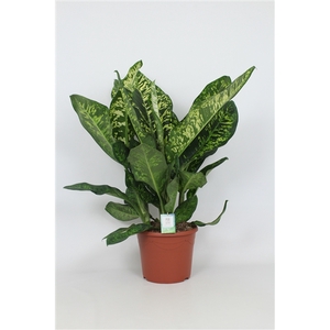 Purify Dieffenbachia Crown 35 cm