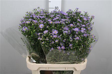 <h4>Aster Cassandra</h4>