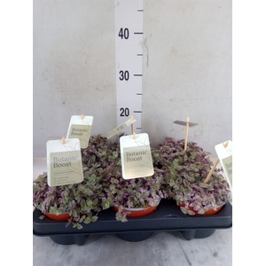 Callisia repens 'Rosato'