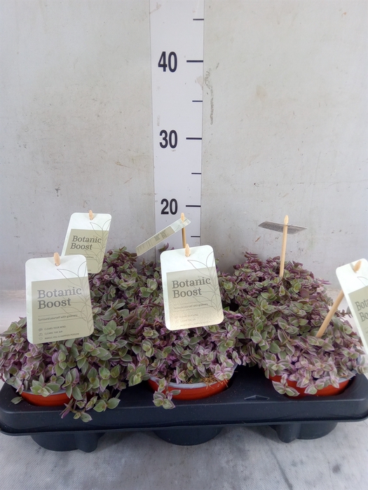 <h4>Callisia repens 'Rosato'</h4>