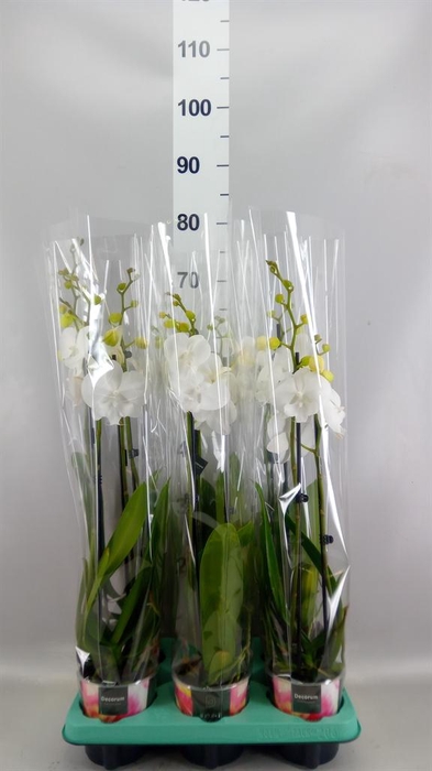 <h4>Phalaenopsis   ...</h4>