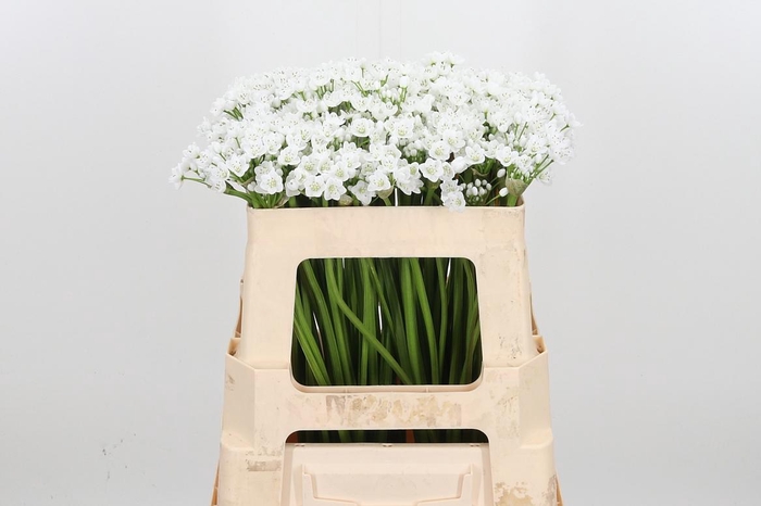 <h4>Allium Flocon</h4>