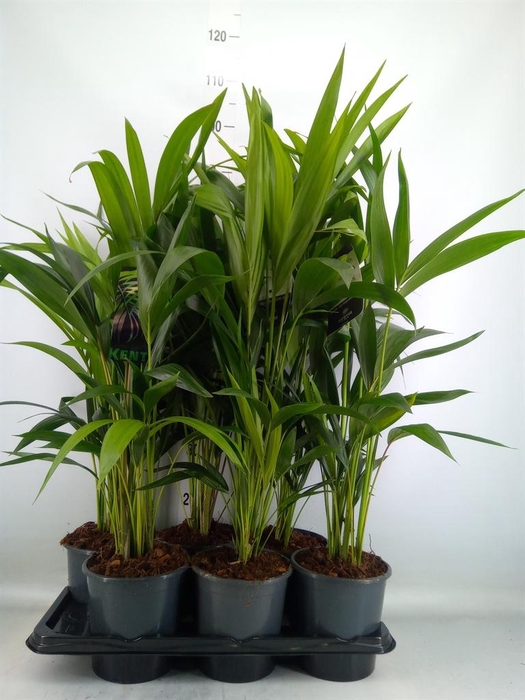 <h4>Howea forsteriana</h4>