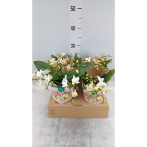 Phalaenopsis   ...white