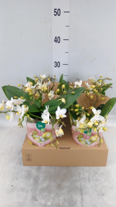 <h4>Phalaenopsis   ...white</h4>