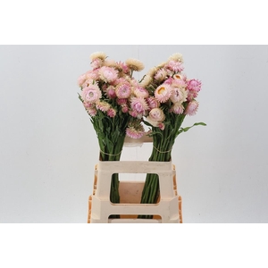 Helichrysum light Pink 70cm