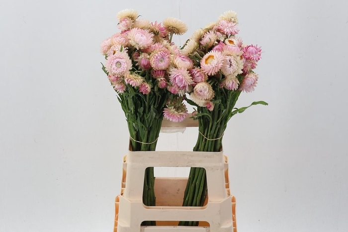 <h4>Helichrysum light Pink 70cm</h4>
