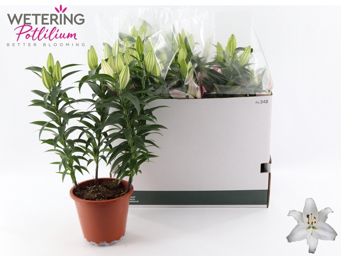 <h4>LIL OR SUN BAHAMAS</h4>