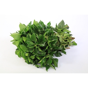 Hedera Bundle