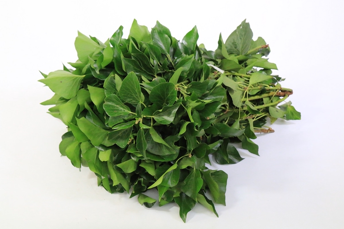 <h4>Hedera Bundle</h4>