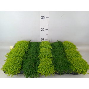 Soleirolia soleirolii   ...mix 2