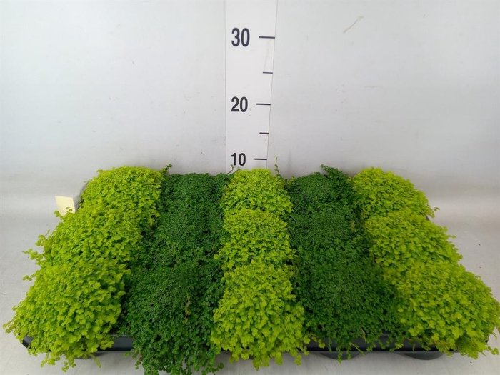 <h4>Soleirolia soleirolii   ...mix 2</h4>