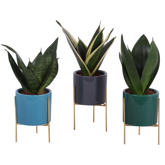 <h4>Sansevieria trif. Mix pot Ø06cm Ceramic Pot On Gold Frame Ø08cm</h4>