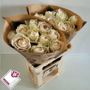 R GR SHADE OF BEIGE! .