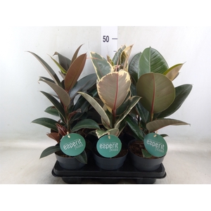 Ficus elastica   ...