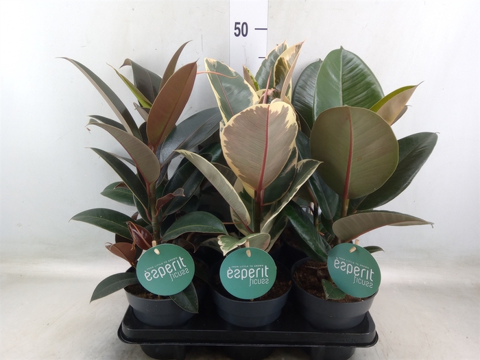 <h4>Ficus elastica   ...</h4>