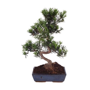 Bonsai Mix in ø30cm in Ceramic