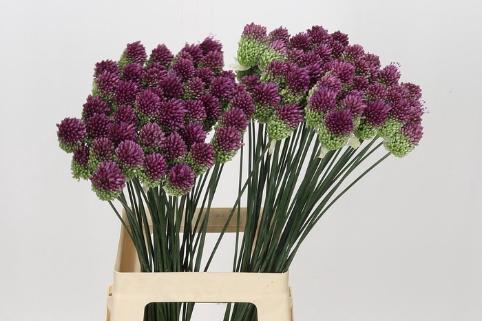 <h4>Allium Sphaerocephalon</h4>