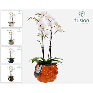 Keramiek pot Large met Phalaenopsis