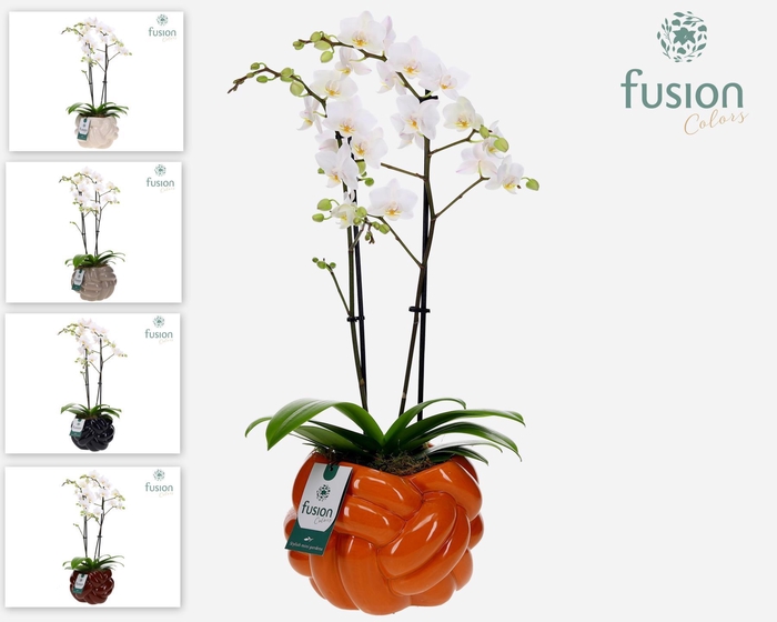 <h4>Keramiek pot Large met Phalaenopsis</h4>