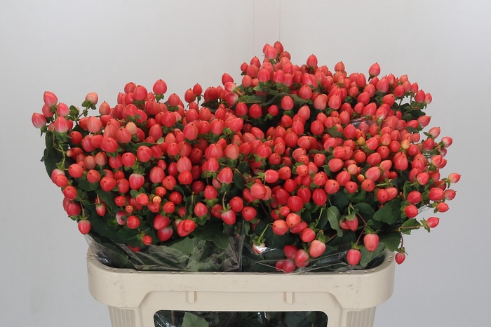 <h4>Hypericum Magical Royal Princess</h4>