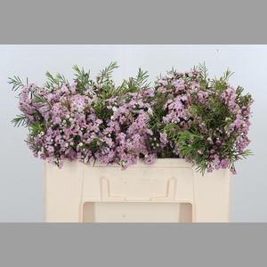 Chame Rose Dancing Queen