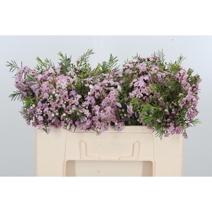 Chame Rose Dancing Queen