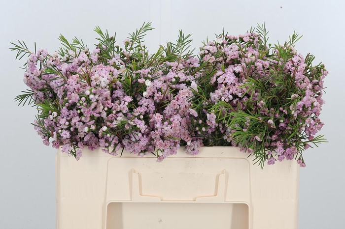 <h4>Chame Rose Dancing Queen</h4>