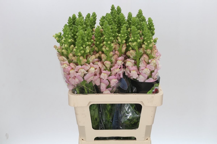 <h4>ANTIRRHINUM POTOMAC EARLY PINK</h4>