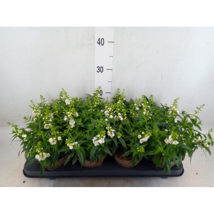 <h4>Angelonia  'Serena White'</h4>