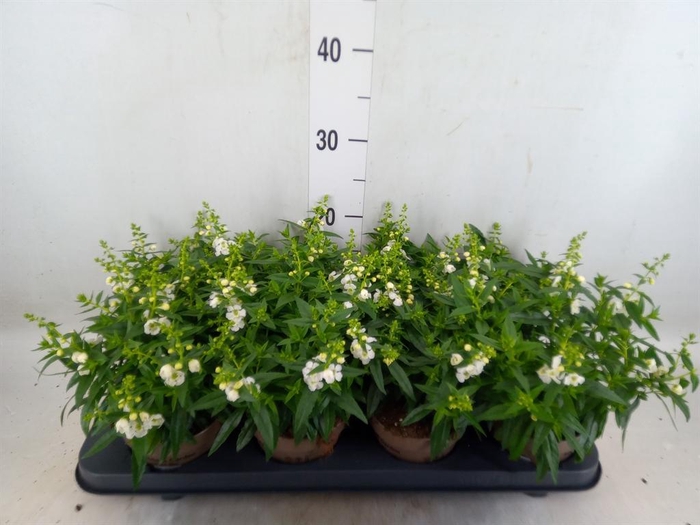 <h4>Angelonia  'Serena White'</h4>