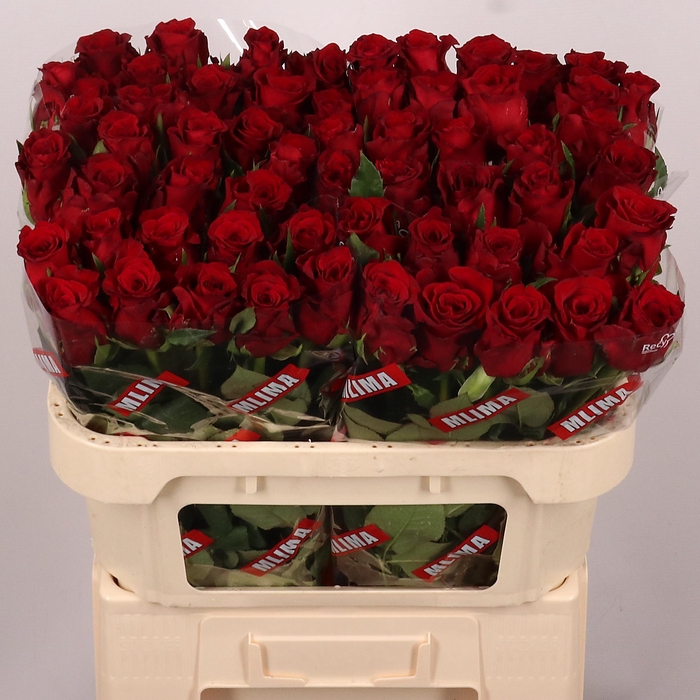 <h4>R GR RED LOVE</h4>