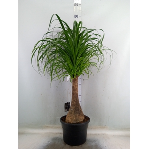Beaucarnea recurvata