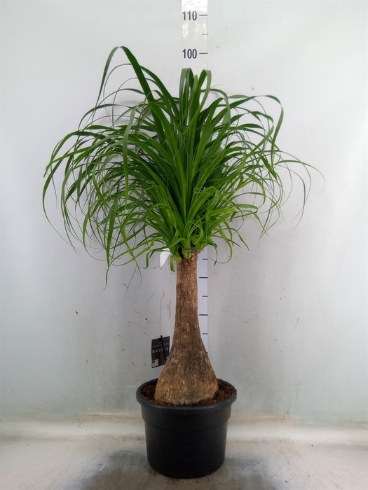 <h4>Beaucarnea recurvata</h4>