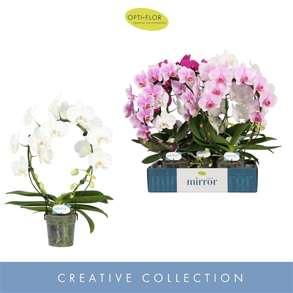 <h4>Phal 2-tak Mirror Mix</h4>