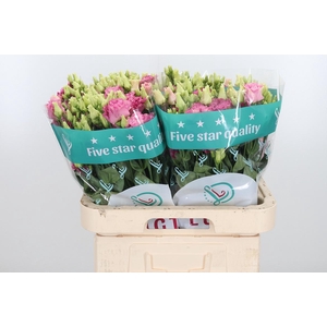 Eus G Alissa Rose Pi