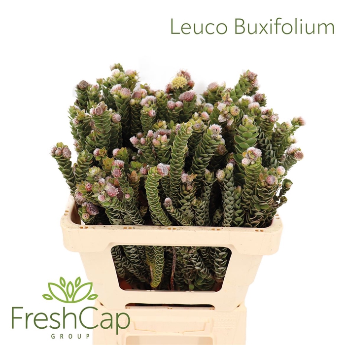 <h4>Leuco Buxifolium</h4>