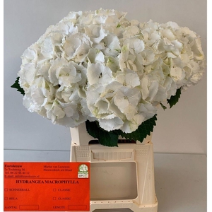 Hydrangea schneeball