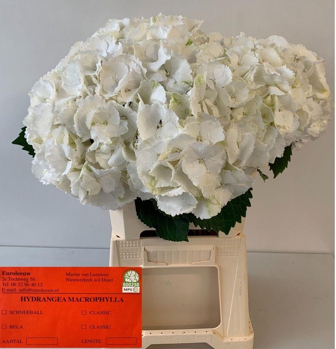 <h4>Hydrangea schneeball</h4>