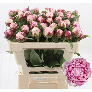 PAEO L SARA BERNHARD