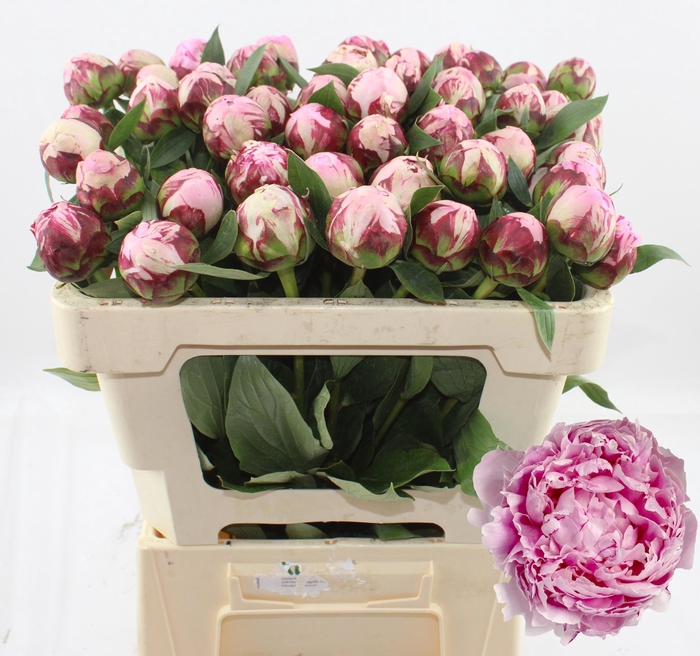 <h4>PAEO L SARA BERNHARD</h4>