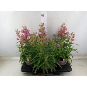 Penstemon barb.