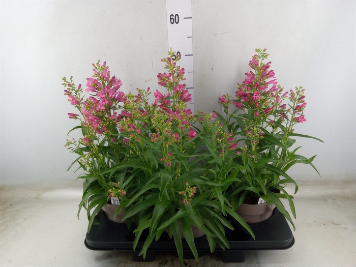 <h4>Penstemon barb.</h4>