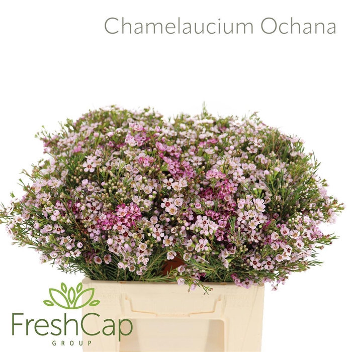 <h4>Chamelaucium  'Ochana'</h4>
