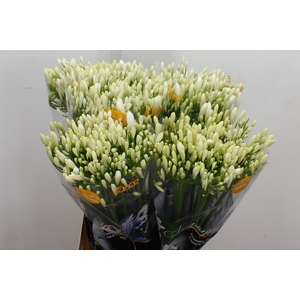 Agap Eyfori White